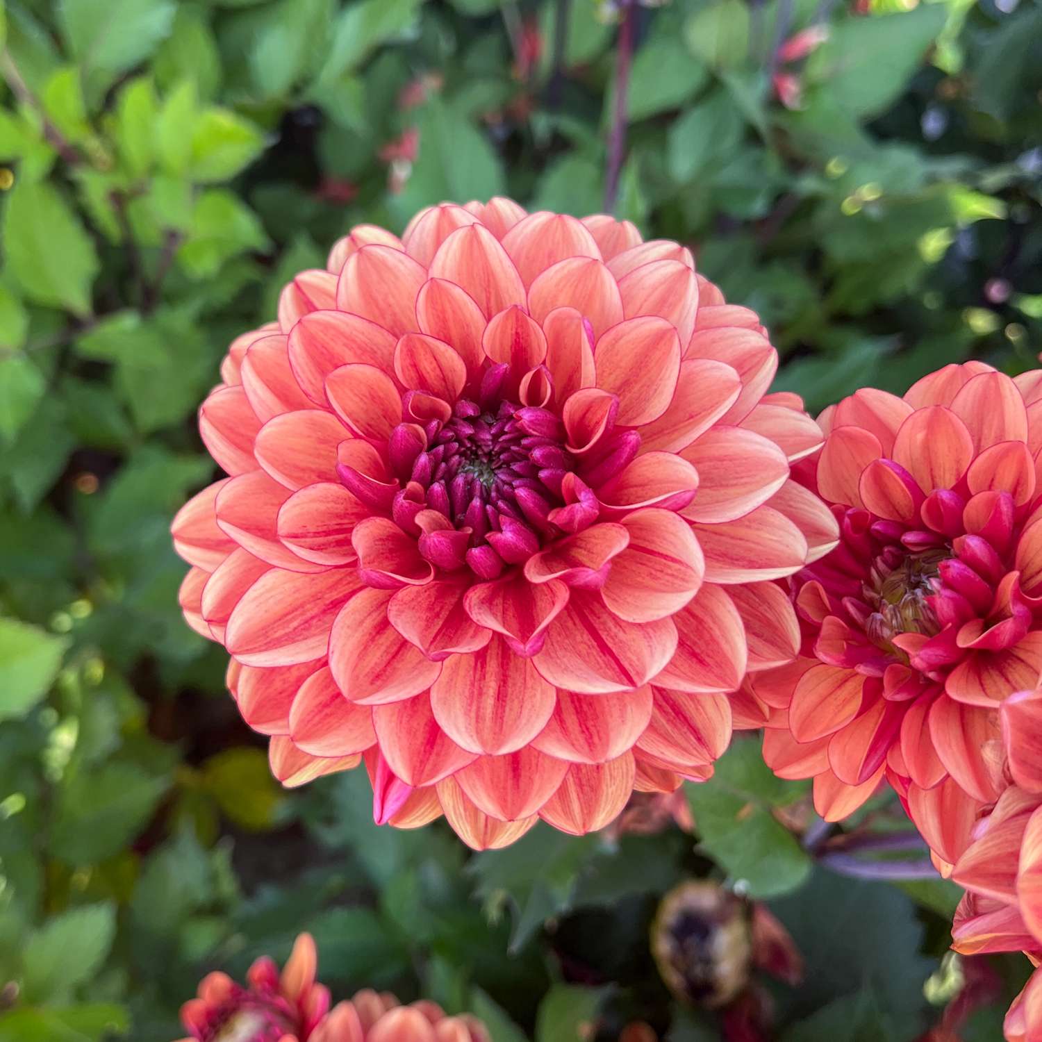 Dahlia 'Glossy Bonanza'